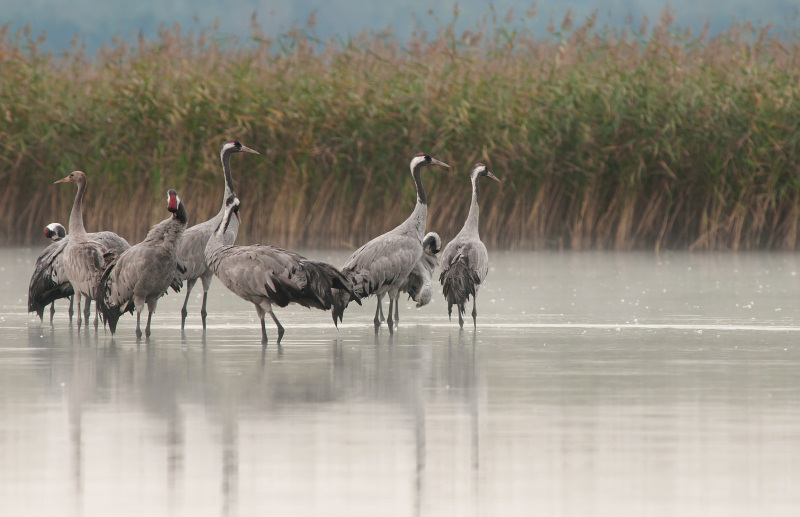 Vos sorties avec la Grue cendrée