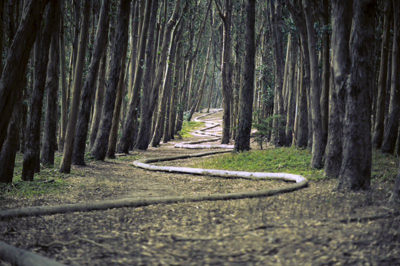 Circuits neuronaux et plasticité cérébrale