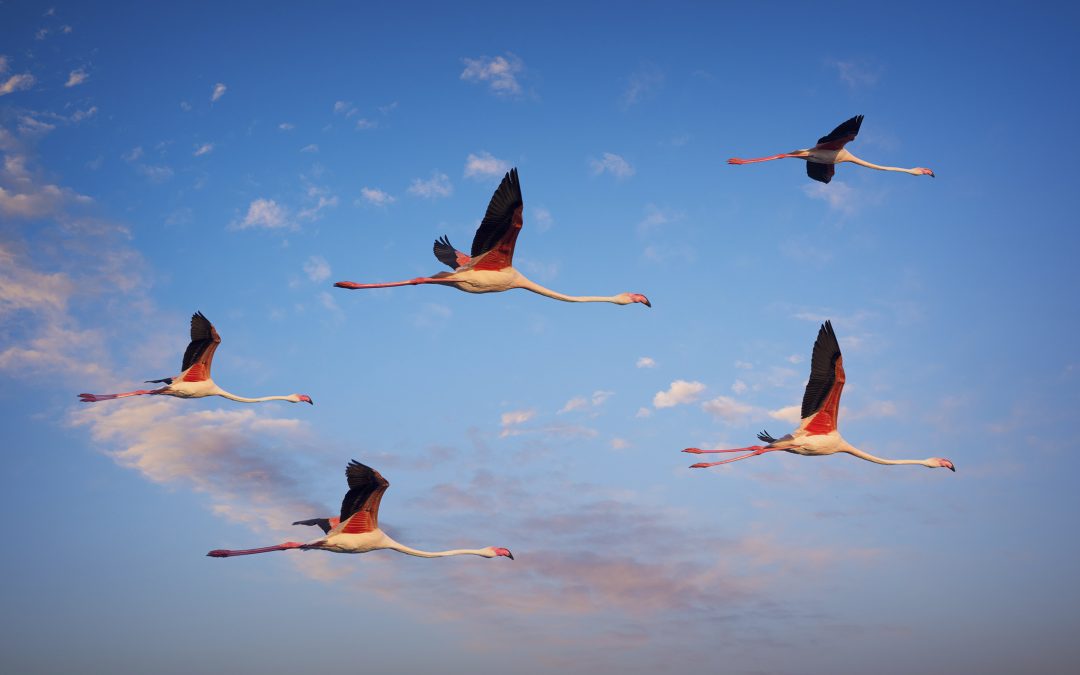 La magnéto-réception